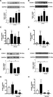 Interferon-β decreases LPS-induced neutrophil recruitment to cardiac fibroblasts